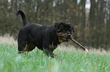 ROTTWEILER 440